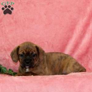 Autumn, Boston Terrier Mix Puppy